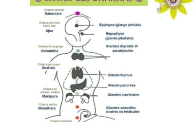 🎯 Zoom sur les CHAKRAS 🎯